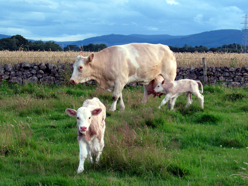 Cow with twins