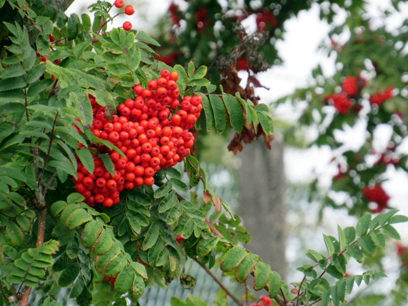 Rowan berries
