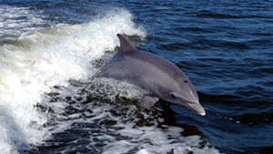 Bottlenose Dolphins