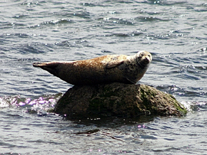 Seal